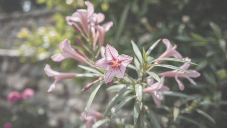 Czy oleander jest trującą rośliną?