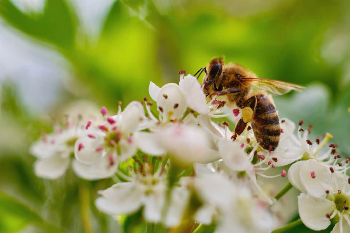 Jakie kwiaty przyciągają pszczoły?